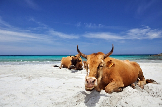 The Cows of Corsica